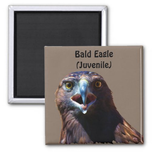 Fun Juvenile Bald Eagle Bad Attitude Wildlife Magnet