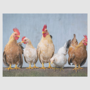 Fun Photo of Chickens & Roosters on Wall Tissue Paper
