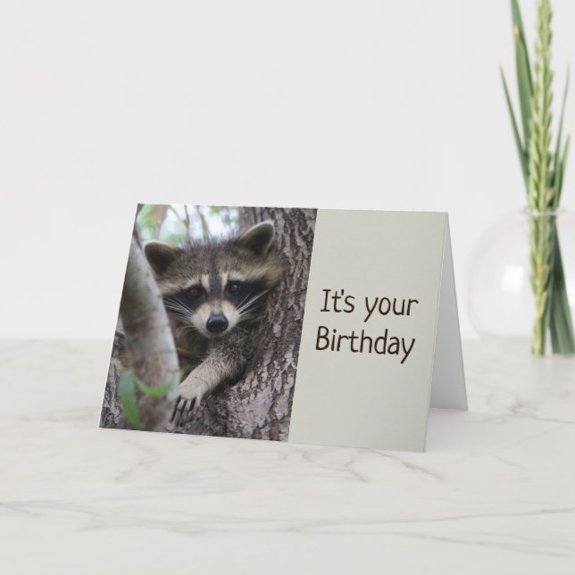 Fun Raccoon In a tight spot Birthday  Card (Front)