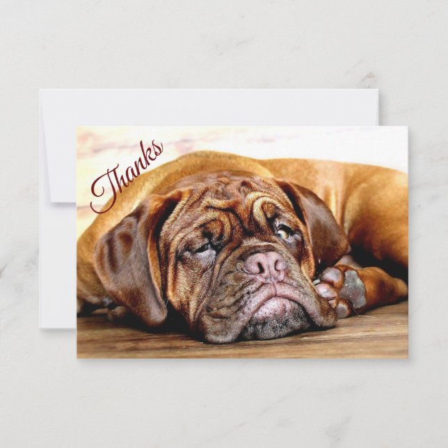 Fun Sleeping Grumpy Dog Pet Animal Thanks Thank You Card (Front)