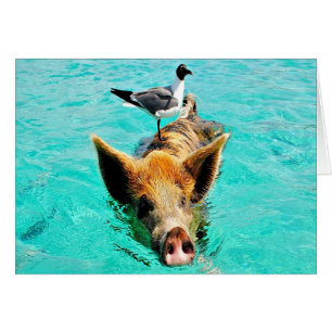 Fun together staniel cay swimming pig seagull fis cards