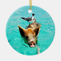 Fun together staniel cay swimming pig seagull fis
