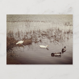 FUN Two Pairs of Ducks Postcard