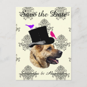 Fun wedding groom dog  save the date announcement postcard