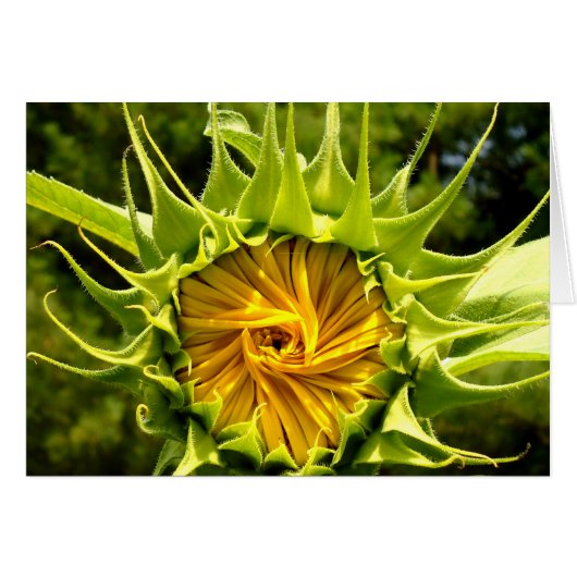 Fun yellow floral Sunflower Cards (Front Horizontal)