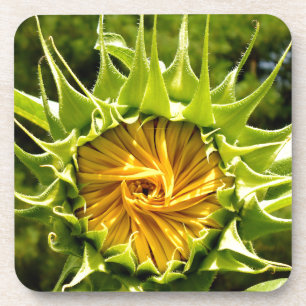 Fun yellow floral Sunflower Drink Coaster
