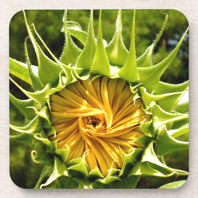 Fun yellow floral Sunflower Drink Coaster (Front)