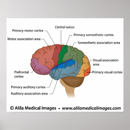 Functional areas of the cerebral cortex poster