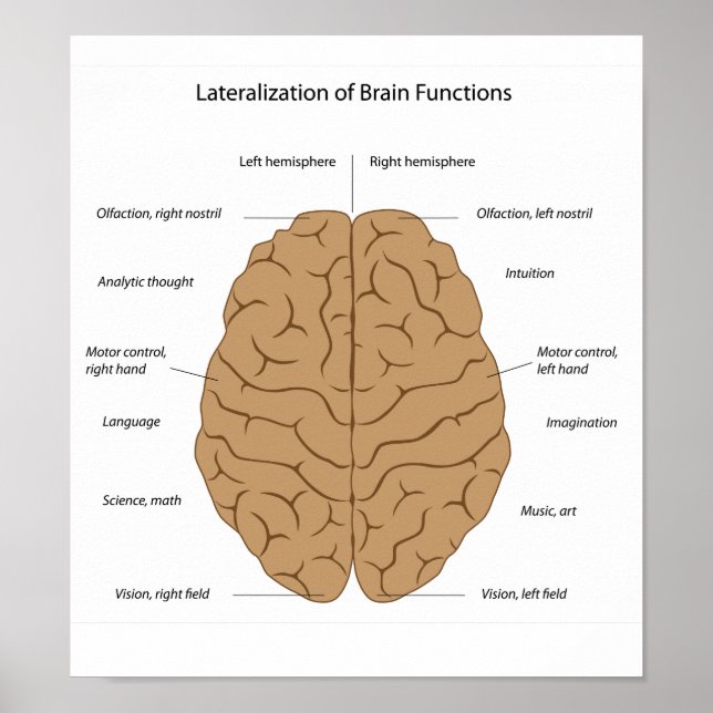 Functions of the brain Poster (Front)