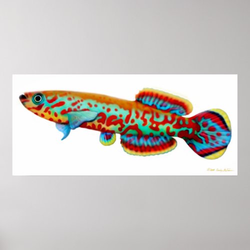 Fundulopanchax Gardneri Killifish Poster