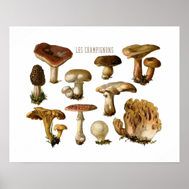 Fungi Art, Botanical Mushroom Print, Kitchen Decor (Front)