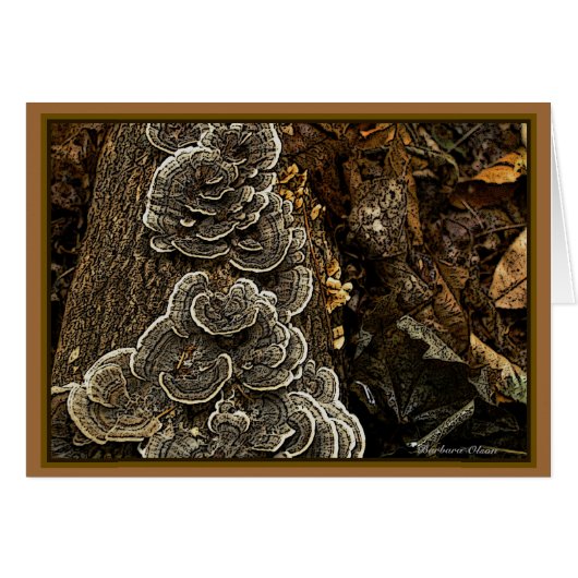 Fungi: Beauty in Nature Cards (Front Horizontal)