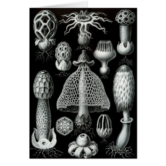 Fungi Card