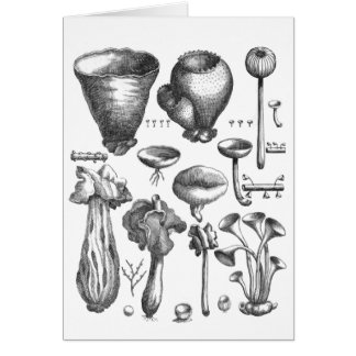 Fungi Cards