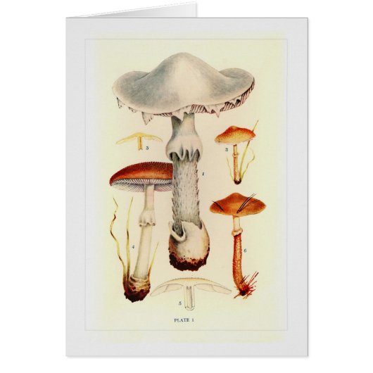 Fungi Cards (Front)