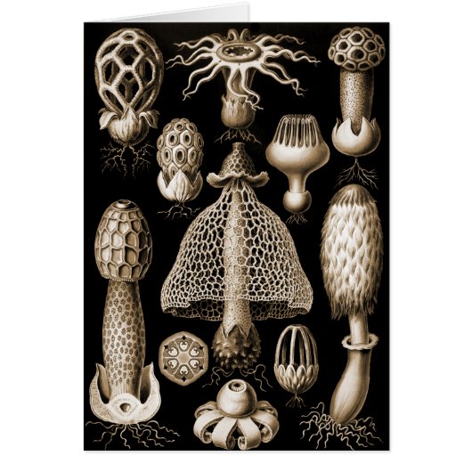 Fungi Cards (Front)