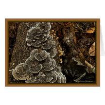 Fungi:If U love nature: there's beauty everywhere