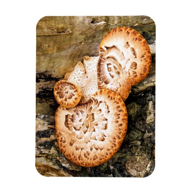 FUNGI  MAGNET (Vertical)