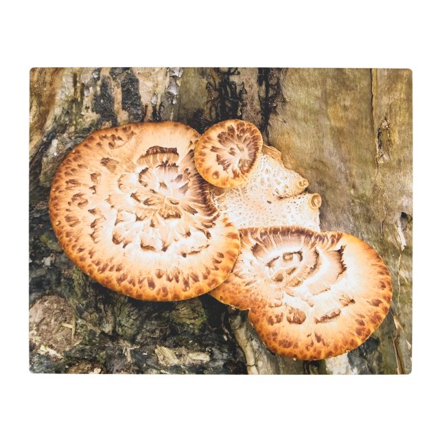 FUNGI   METAL PRINT (Front)