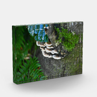 Fungi photo block