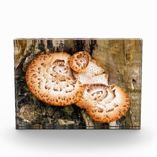 FUNGI   PHOTO BLOCK