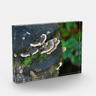 Fungi photo block