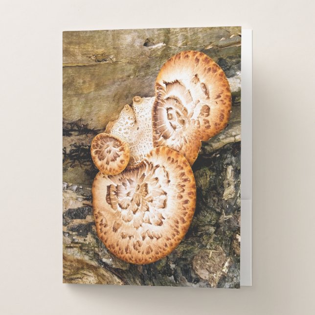 FUNGI   POCKET FOLDER (Front)