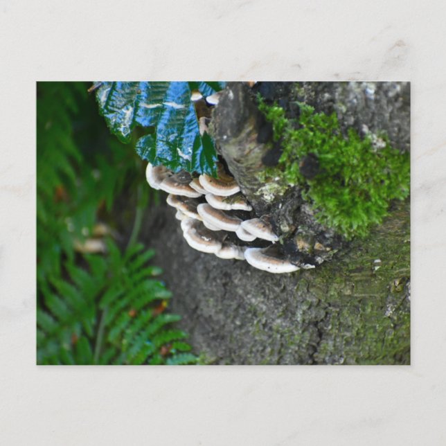 Fungi  postcard (Front)