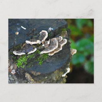 Fungi postcard
