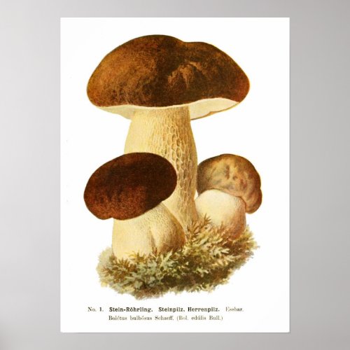 Fungi Poster
