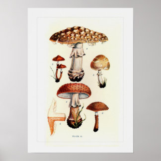 Mushroom Posters | Zazzle