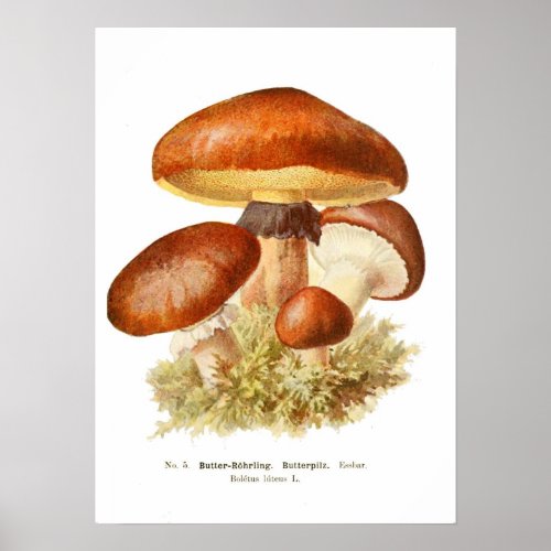 Fungi Poster