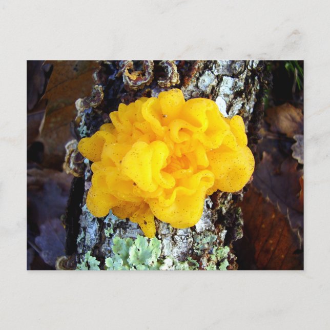 Fungi Tremella Mesenterica Postcard (Front)