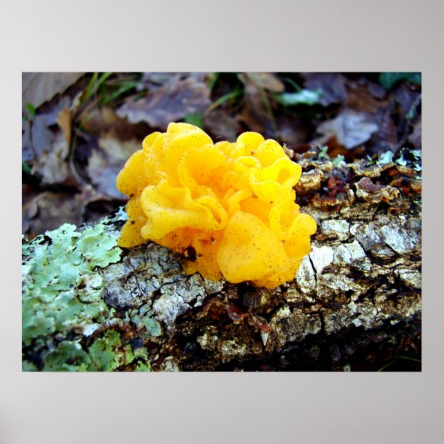 Fungi Tremella Mesenterica Poster (Front)