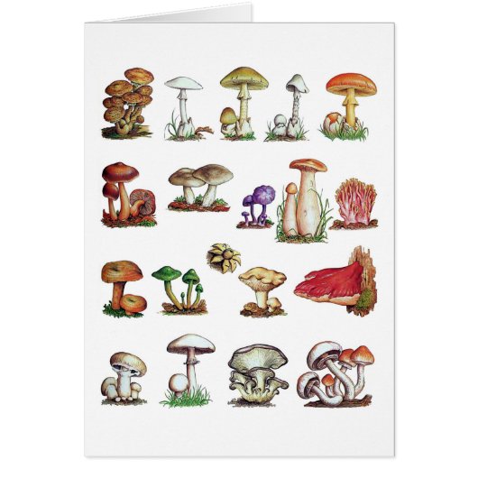 fungus cards (Front)