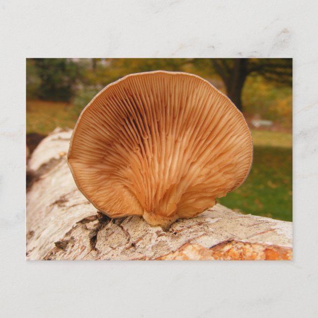 Fungus on birch ~ postcard (Front)