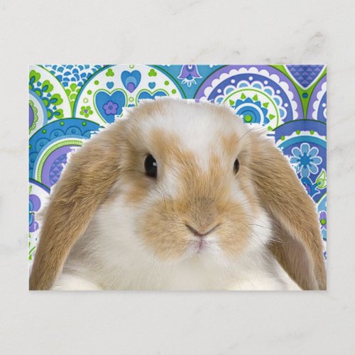 Funky Bunny Postcard