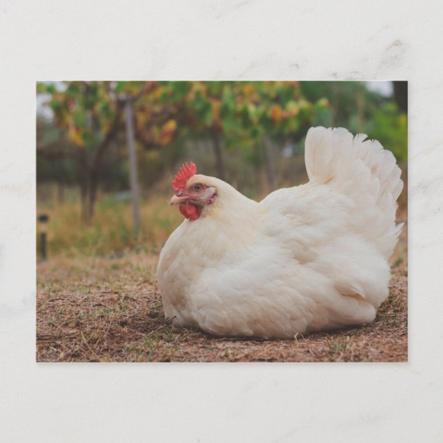 Funky Chicken Hen Hy-Line Silver Brown Postcard (Front)
