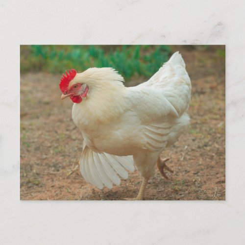 Funky Chicken Hen Hy_Line Silver Brown Postcard