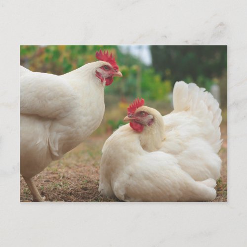 Funky Chicken Hen Hy_Line Silver Brown Postcard