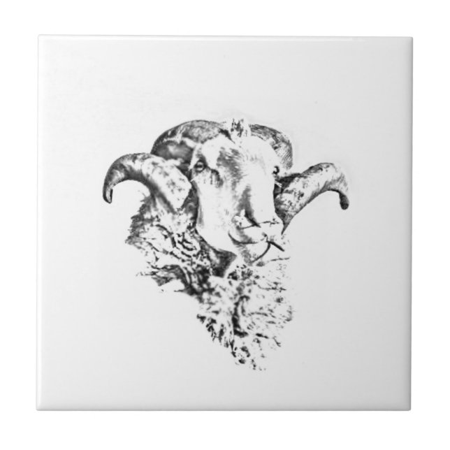 Funky Cute Merino Sheep Ram Head Sketch Ceramic Tile (Front)
