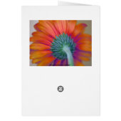 Funky Gerbera Cards (Back)