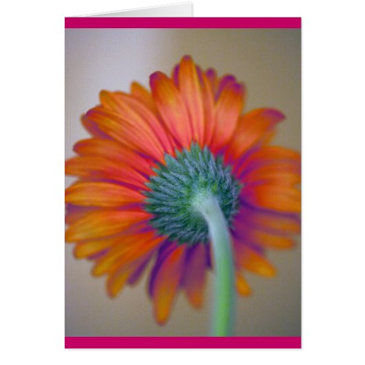 Funky Gerbera Cards (Front)