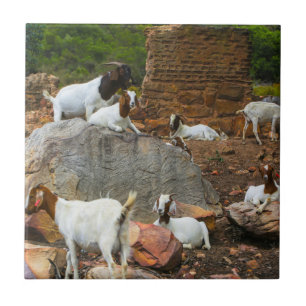Funky Goats Ginger White Standing Walking Ceramic Tile