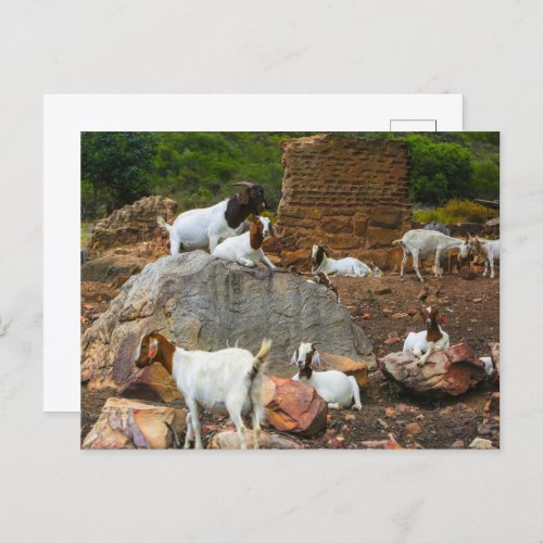 Funky Goats Ginger White Standing Walking Holiday Postcard