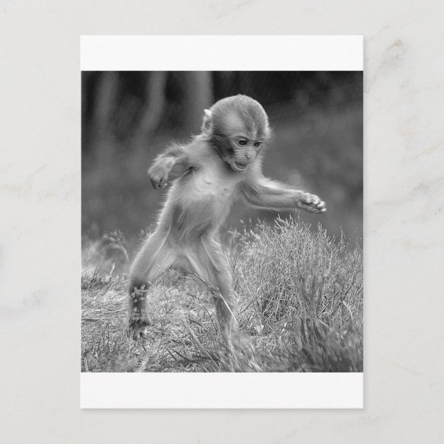 Funky Little Monkey Postcard (Front)