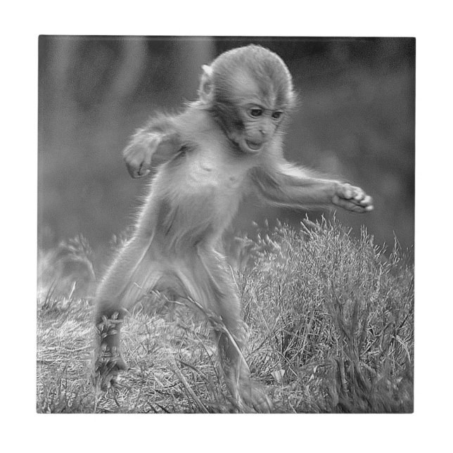 Funky Little Monkey Tile (Front)