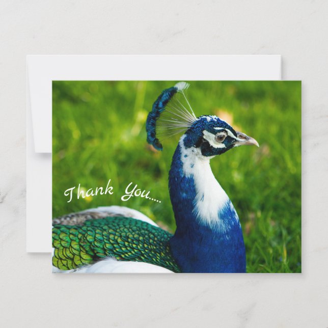 Funky Peacock Flat Thank You Card (Front)