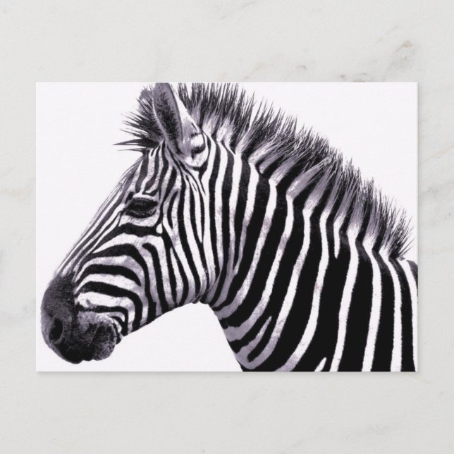 Funky Zebra Postcard (Front)