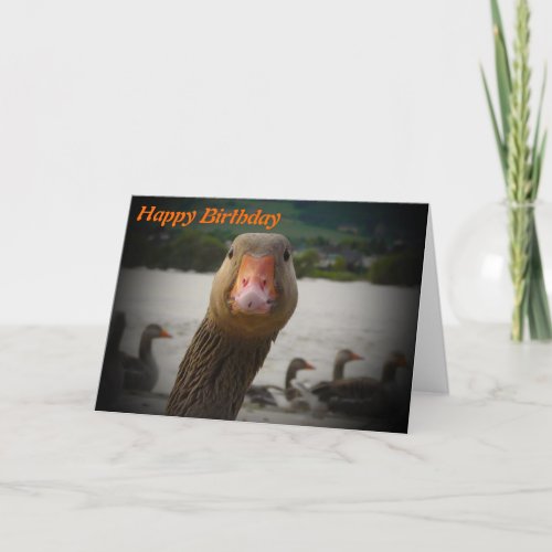 Funny Aging Birthday Old Bird Goose Card